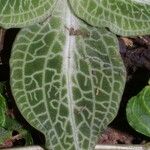 Goodyera pubescens Blatt