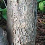 Podocarpus henkelii Bark