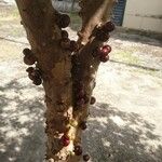 Plinia cauliflora Fruit