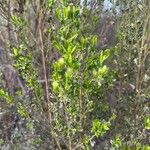 Baccharis pilularis Blad