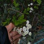 Spiraea prunifolia Bloem