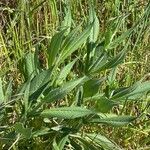 Knautia basaltica Fulla