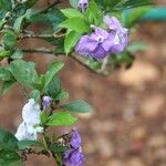 Brunfelsia paucifloraBlüte