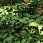 Actaea rubra 整株植物