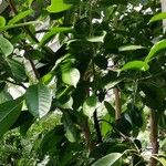 Ficus citrifolia 整株植物