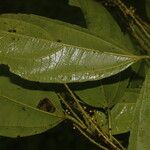 Alchorneopsis floribunda Blad