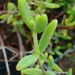 Lampranthus spectabilis Folla