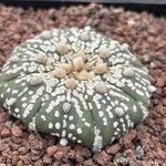 Astrophytum asterias 葉