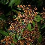 Miconia longifolia Хабит