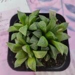 Haworthia retusaЛисток