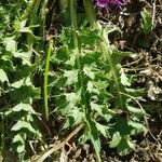 Cirsium acaule Liść