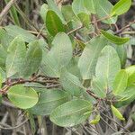 Laguncularia racemosa Folla