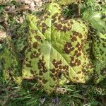 Podophyllum difforme Folha