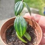 Peperomia quadrangularis Leht