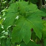 Heracleum lanatum Листок