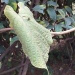 Ipomoea spathulata Leaf
