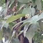 Artocarpus nitidus Blüte