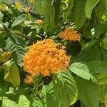 Ixora chinensis Virág