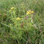 Hypericum tetrapterum Habit