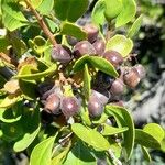 Schinus polygama Fruit