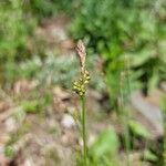 Carex pensylvanica Froito