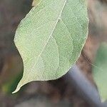 Combretum aculeatum Leaf