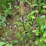 Pedicularis bracteosa Leaf