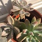 Dudleya greeneiLeaf