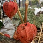 Physalis alkekengi Fruchs