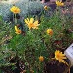 Euryops pectinatus Çiçek