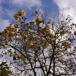 Catalpa ovata অভ্যাস