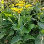 Inula magnifica عادت داشتن