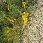 Solidago chilensis Flower