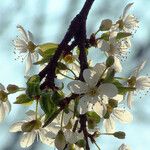 Prunus cerasus Blomst