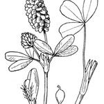 Trifolium spadiceum Arall