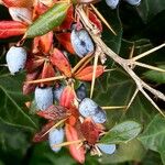 Berberis gagnepainii Bark