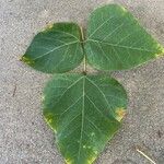 Erythrina variegata Folla