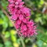 Bistorta amplexicaulis Floare