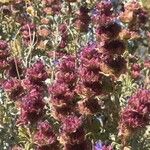 Salvia dorrii Flower