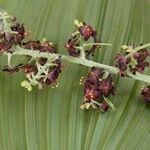Veratrum nigrum 果実