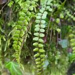 Asplenium trichomanes Φύλλο