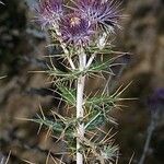 Ptilostemon hispanicus Flower