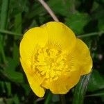 Ranunculus bulbosus फूल