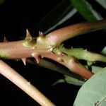 Jacaratia spinosa Rinde