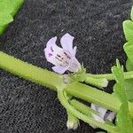Glechoma hederacea Flor