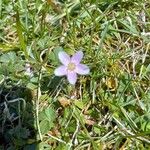 Claytonia virginicaFlower