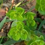 Euphorbia helioscopia Virág