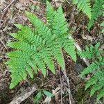 Dryopteris aemula Folio