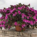 Rhododendron simsii Costuma