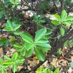 Euonymus japonicusبرگ